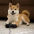 reviewer's avatar